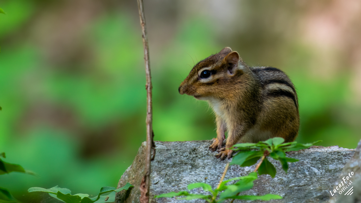 Chipmunk