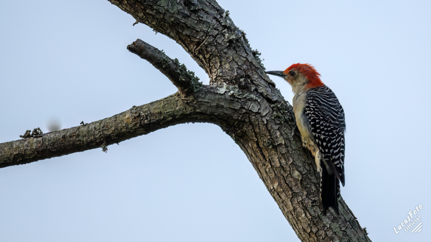 Red-bellied Woodpecker