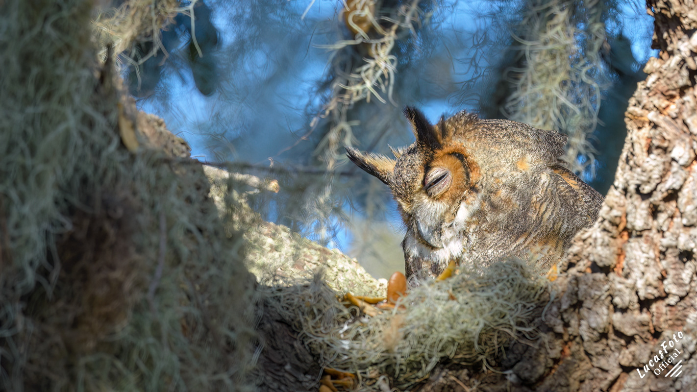 Great Horned Owl