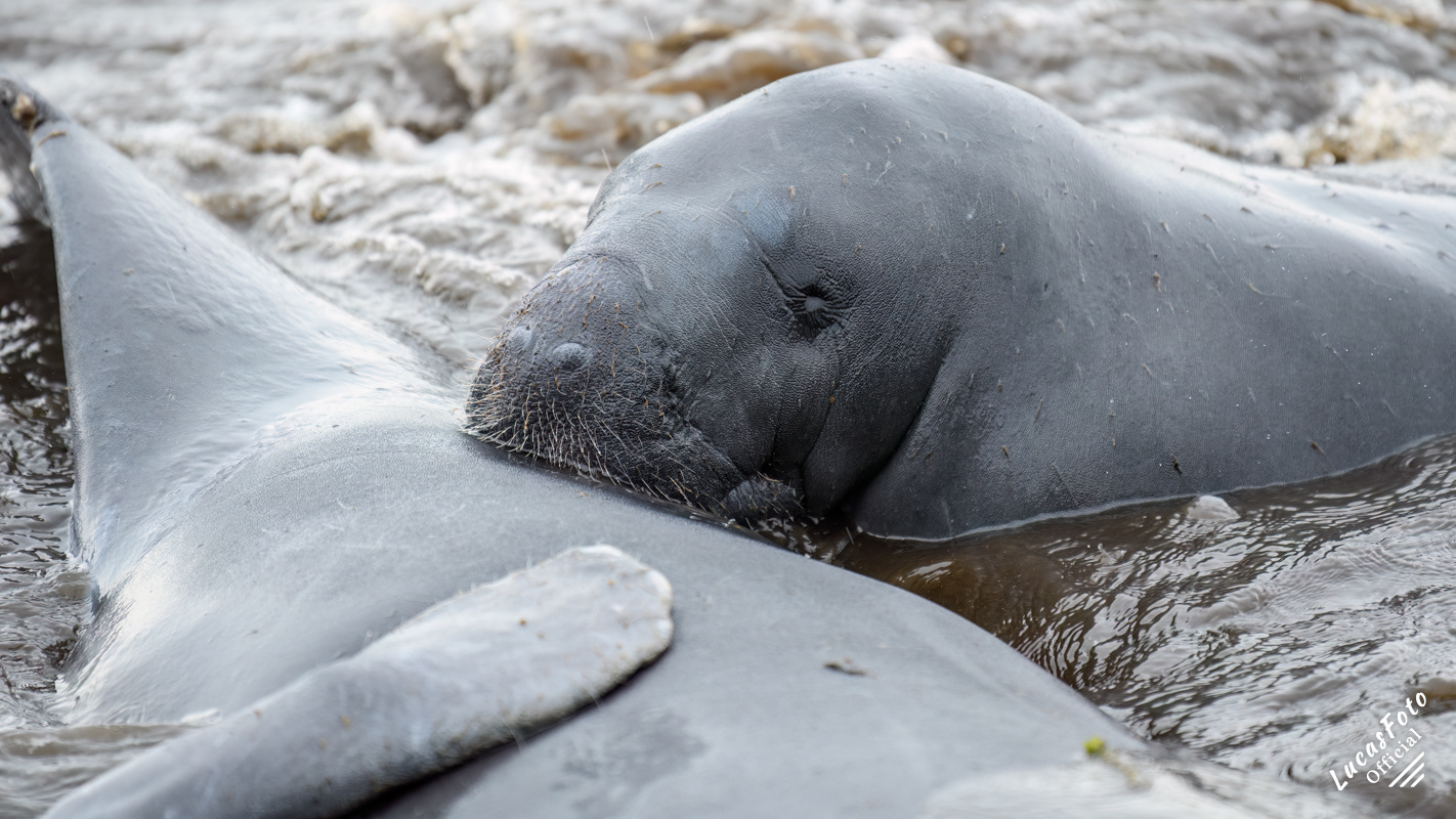 Manatee Mating Ball/Herd