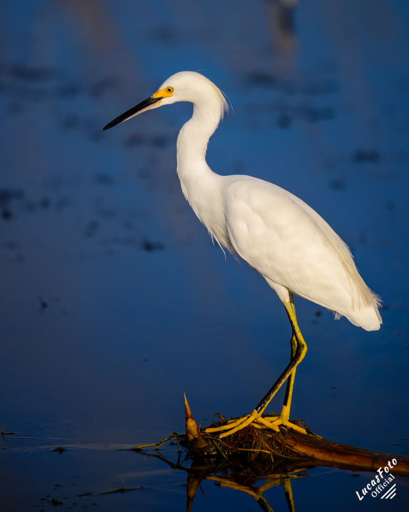 Snowy Egret