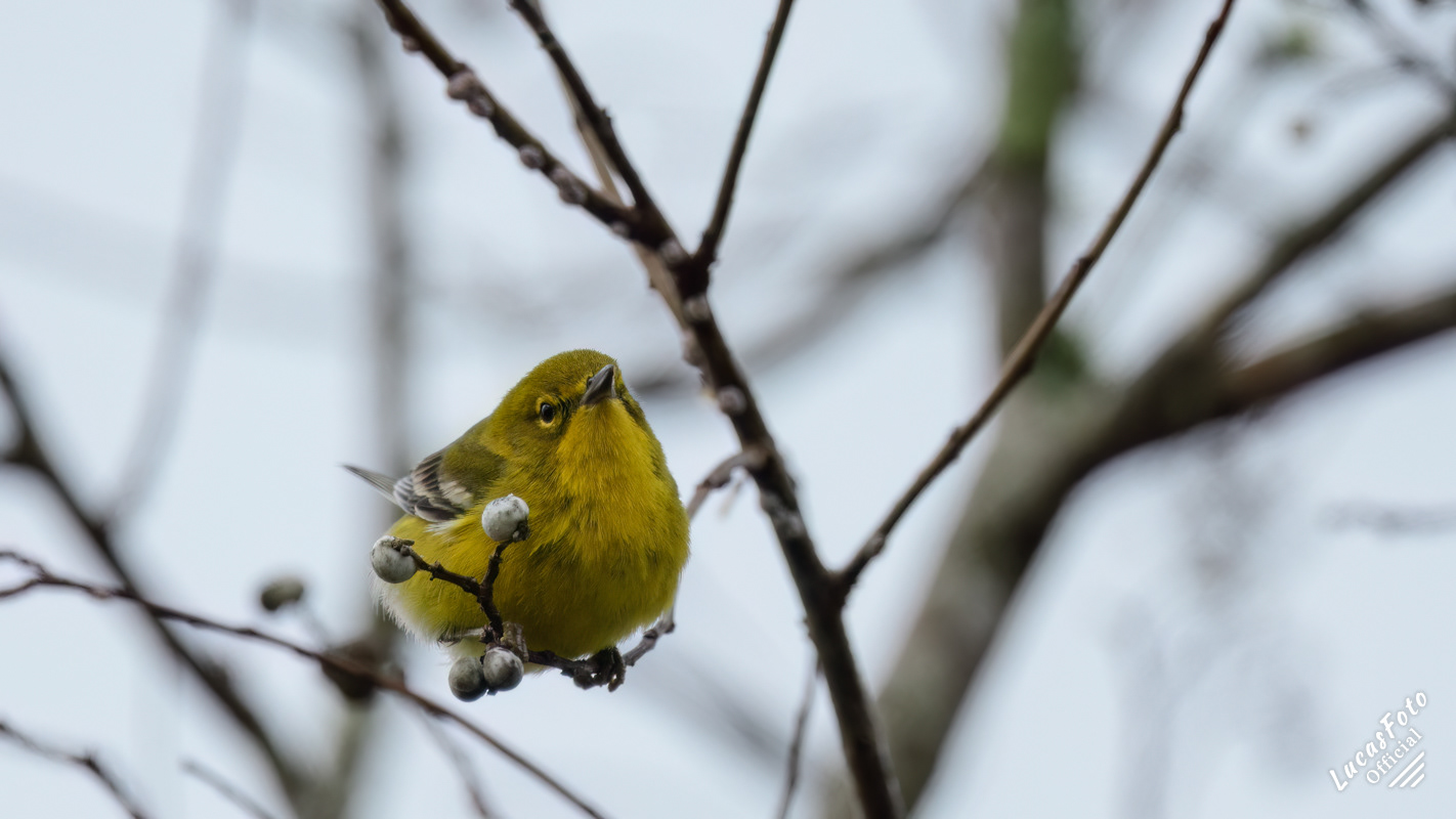 Pine Warbler