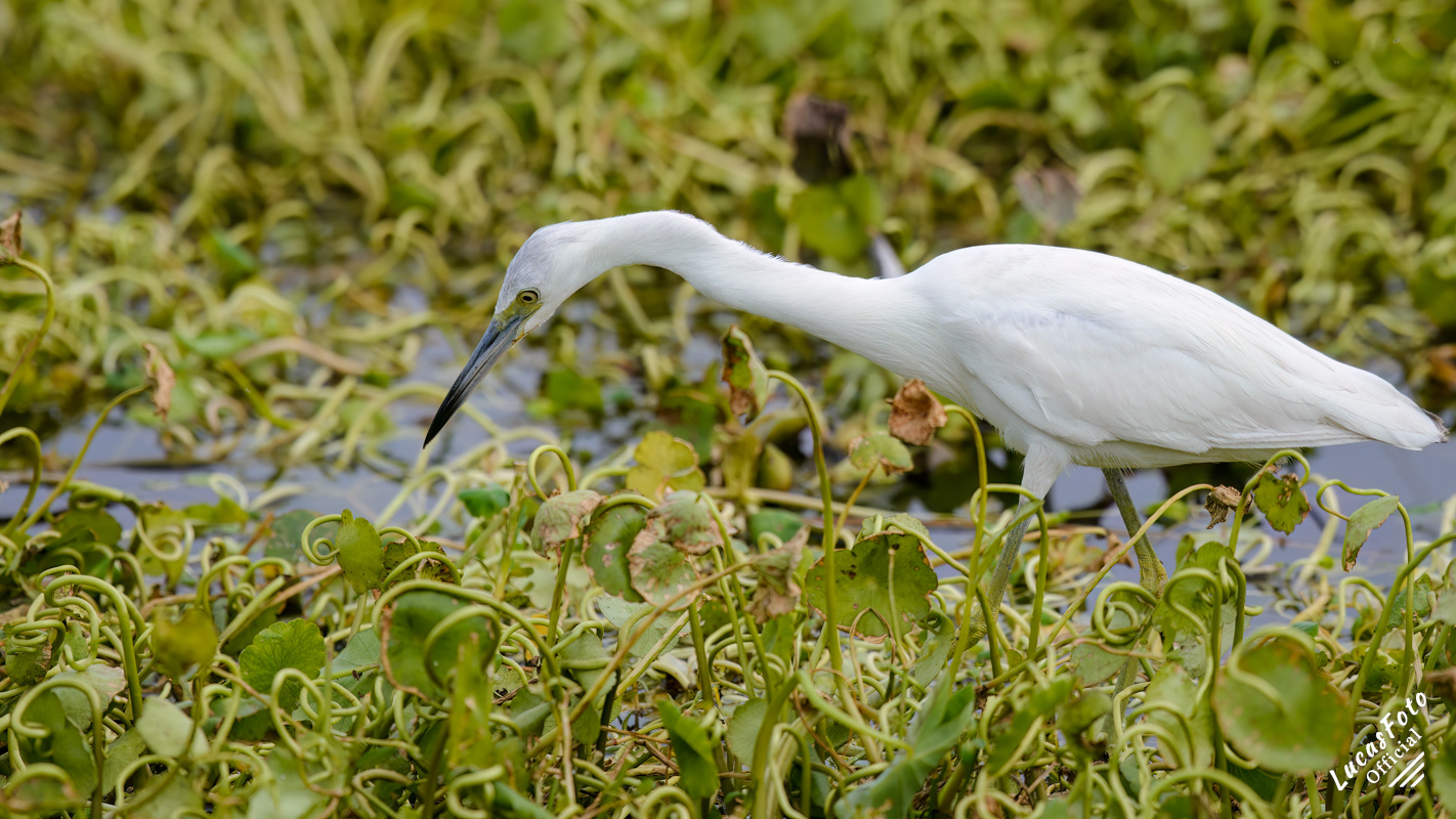Juvenile Little Blue Heron