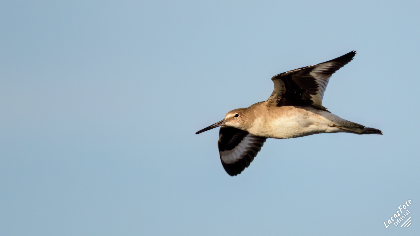 Willet
