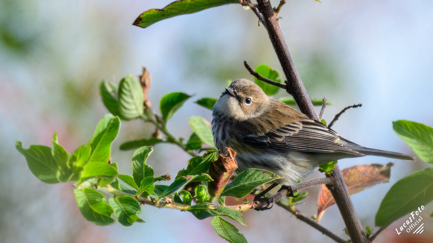 Yellow-rumped Warbler