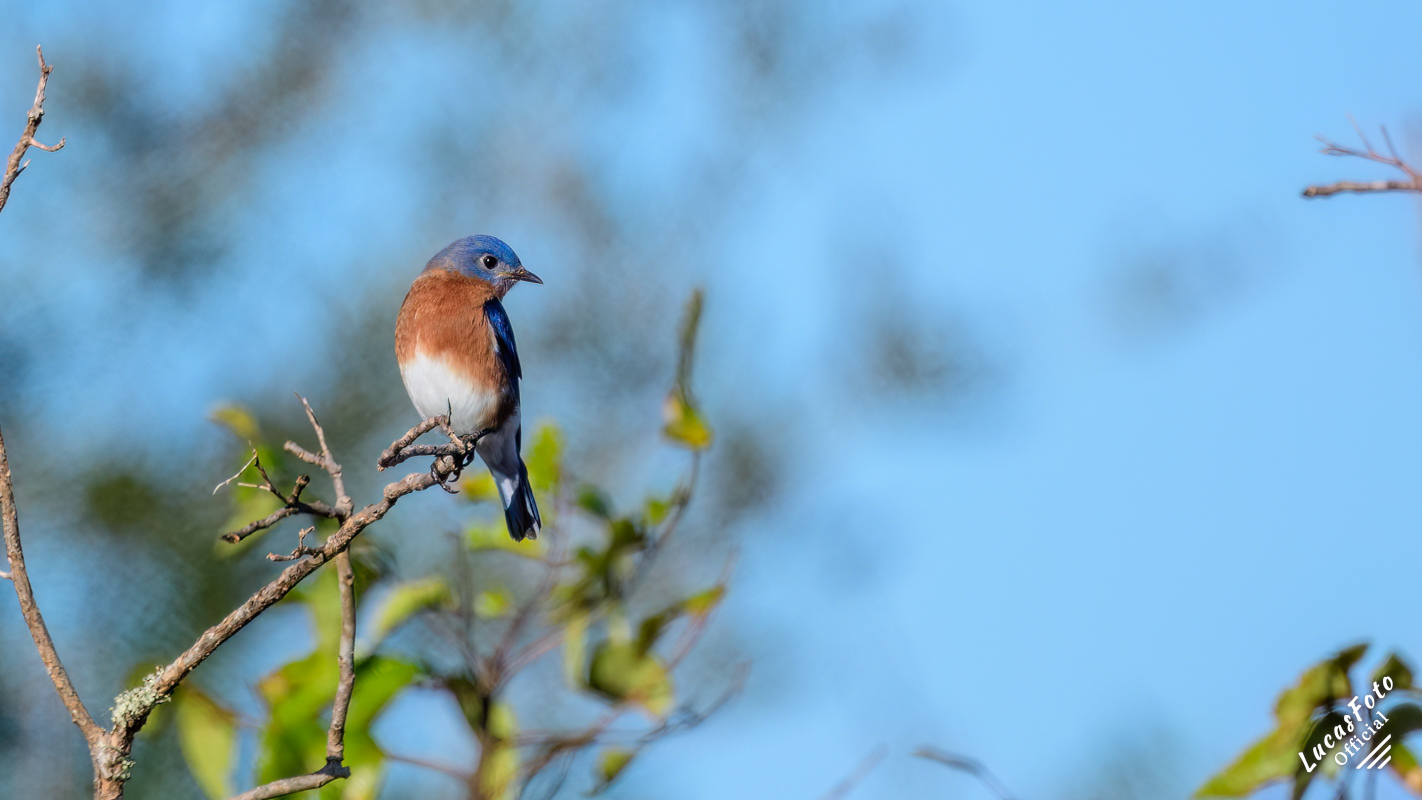 Eastern Bluebird