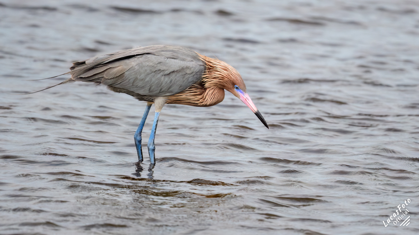 Reddish Egret