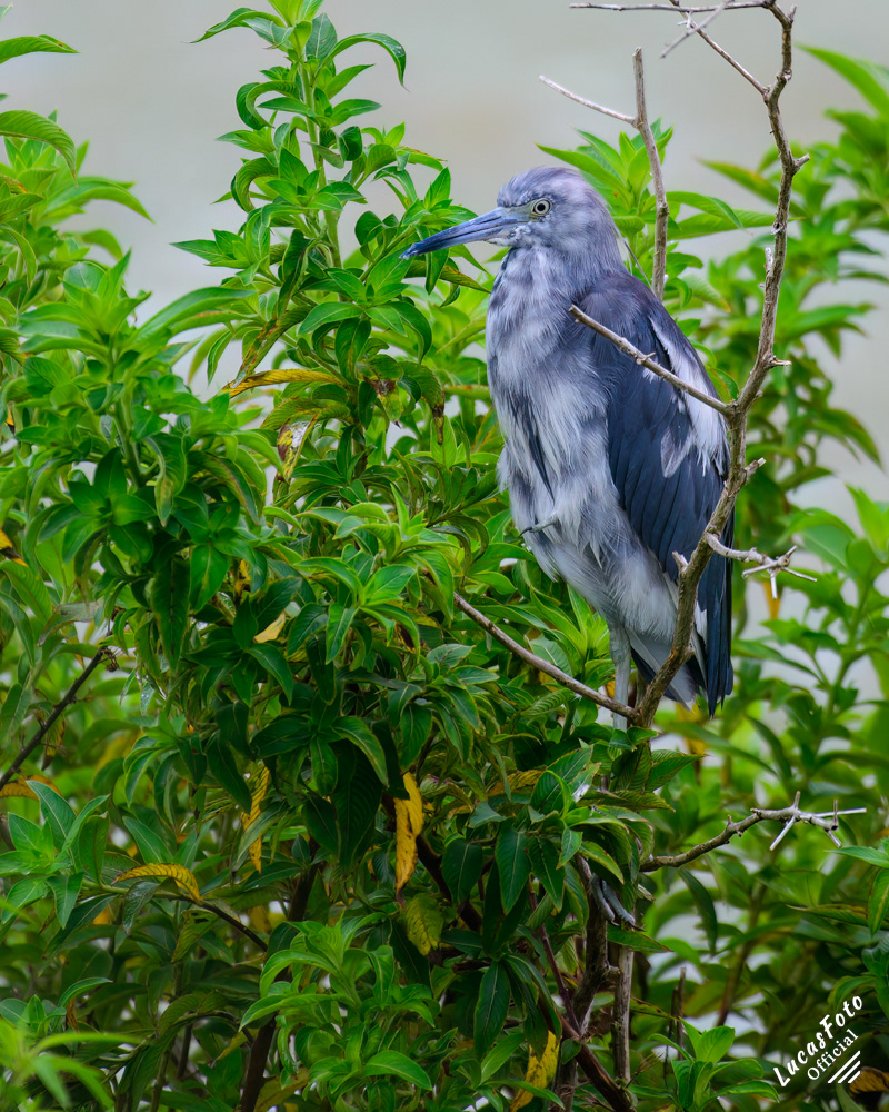 Juvenile Little Blue Heron