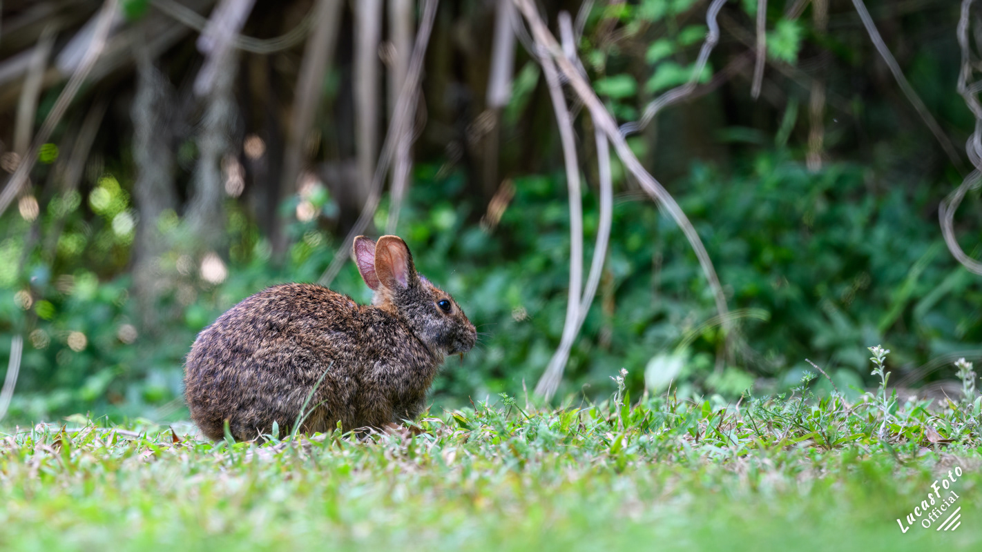 Marsh Rabbit