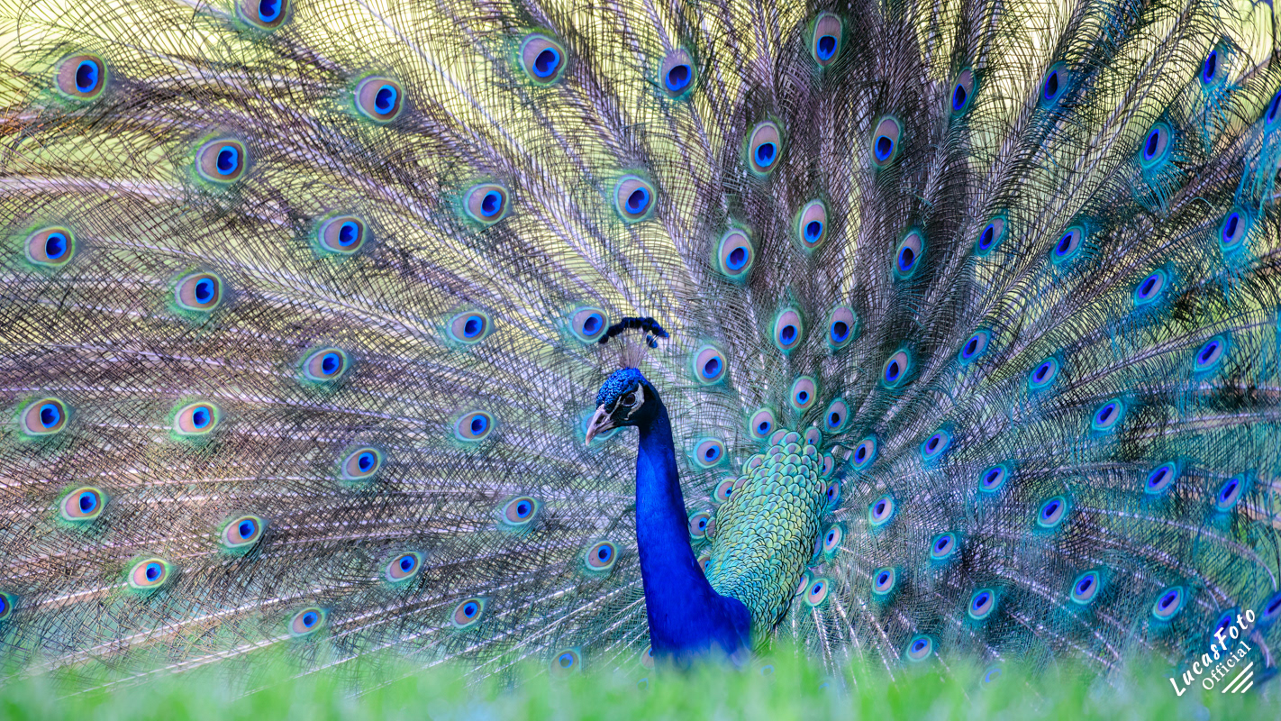 Indian Peafowl