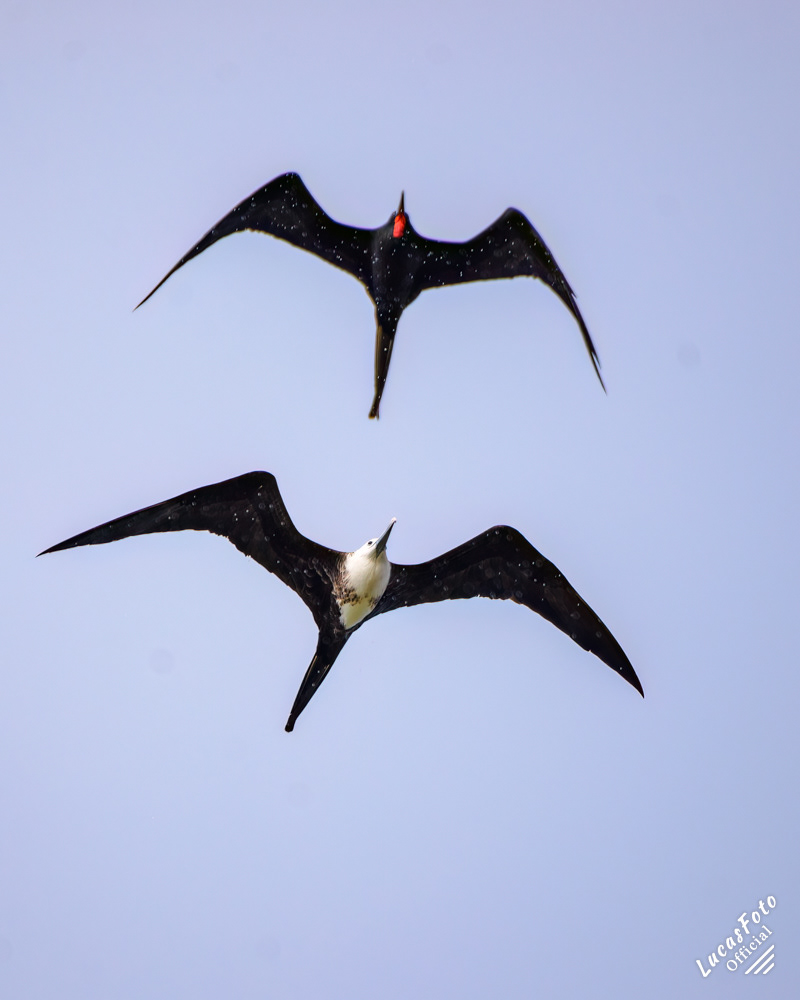 Magnificent Frigatebird
