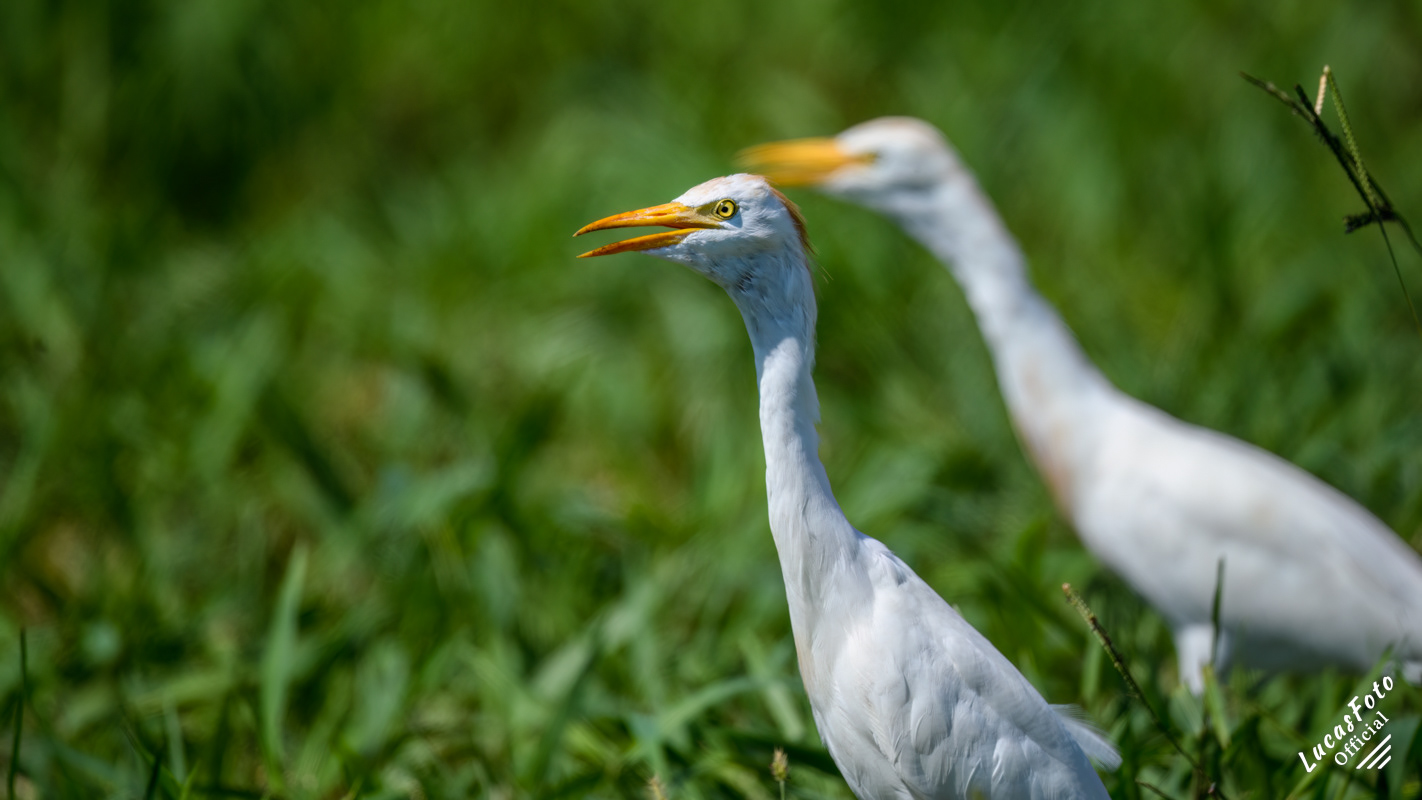 Cattle Egret