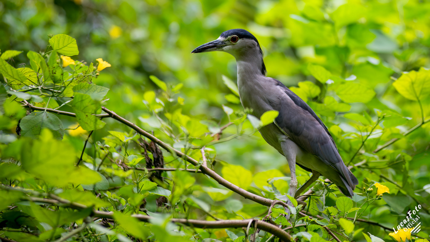 Black-crowned Night Heron
