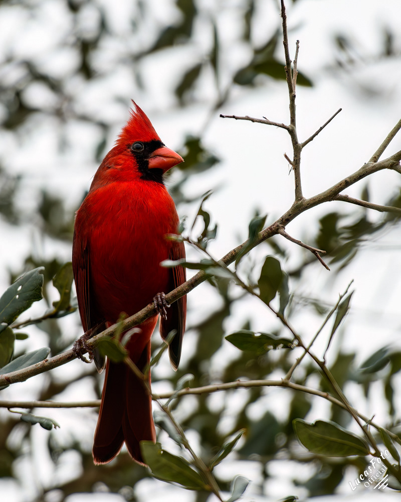 Northern Cardinal