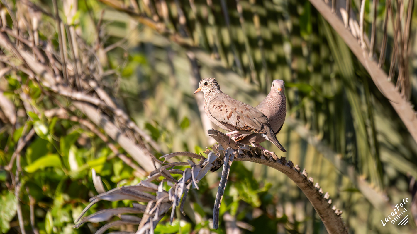 Common Ground Dove