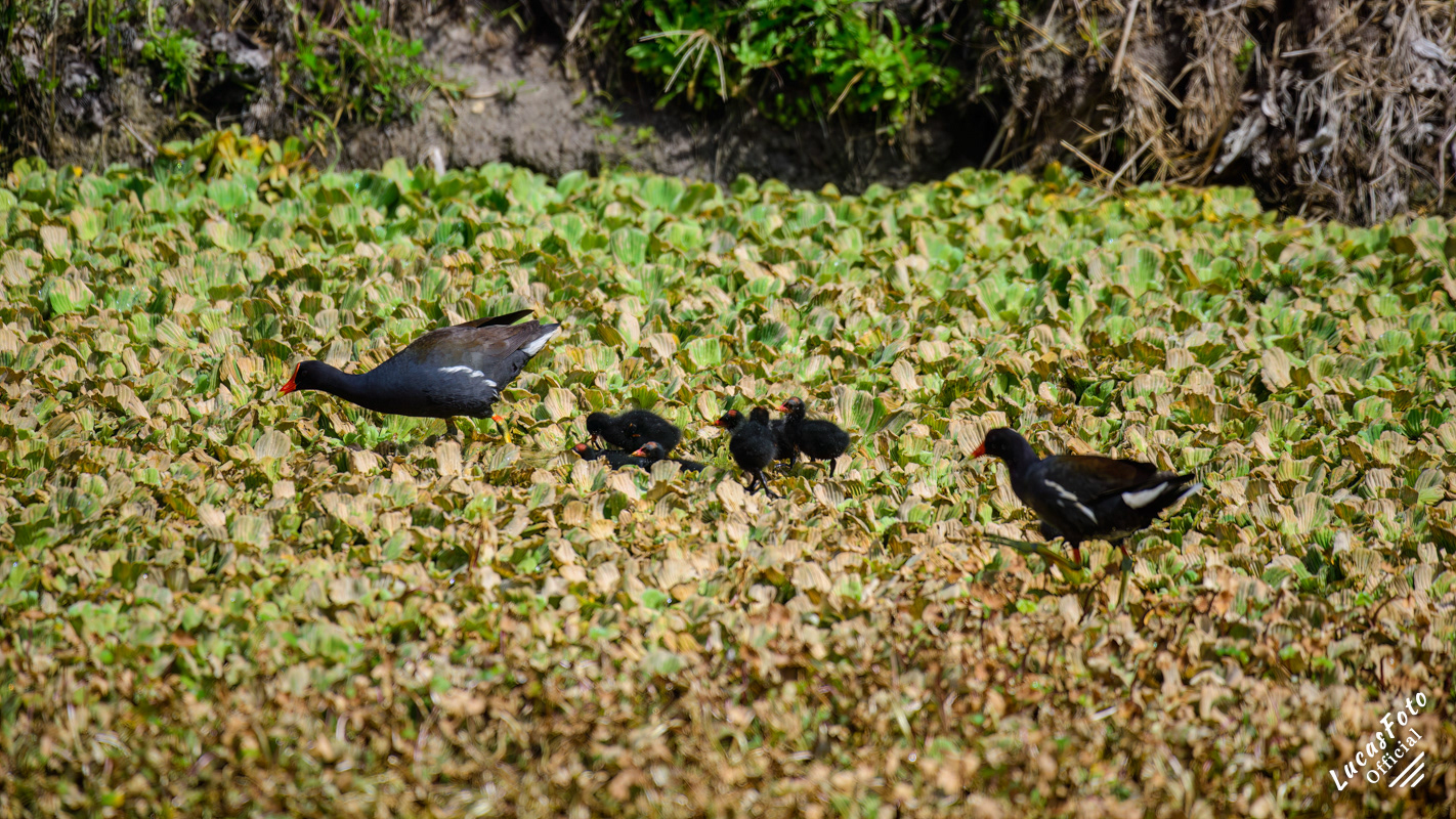 Common Gallinule