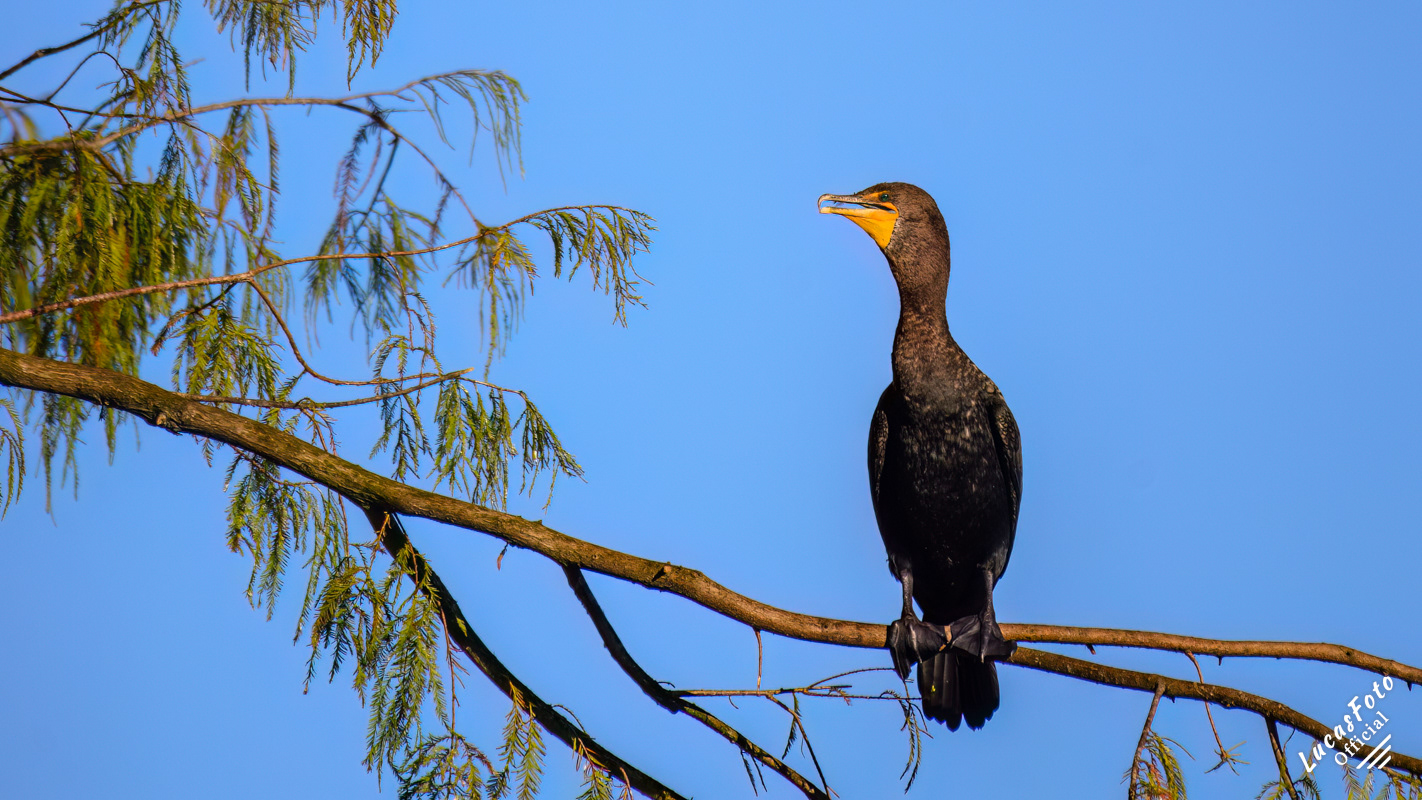 Double-crested Cormorant
