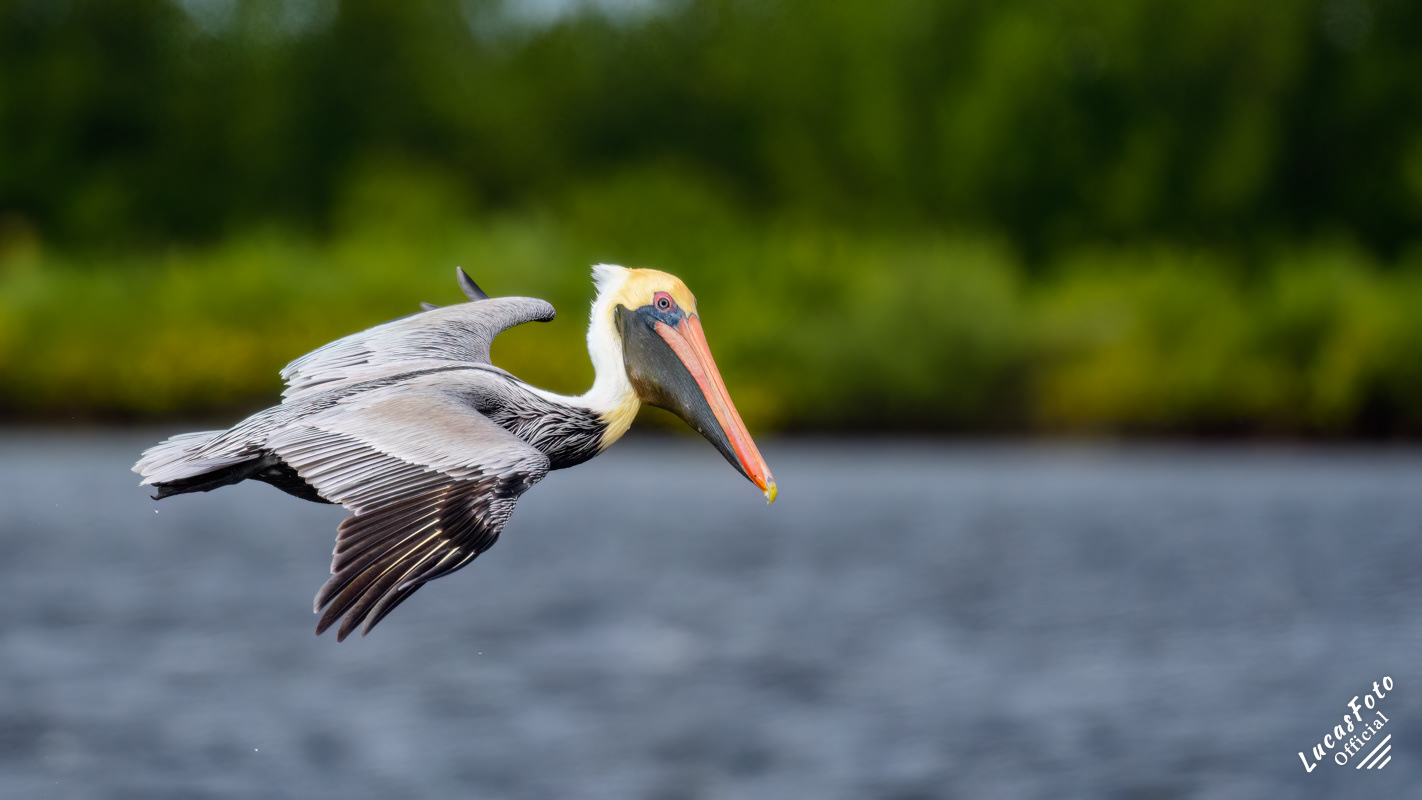 Brown Pelican