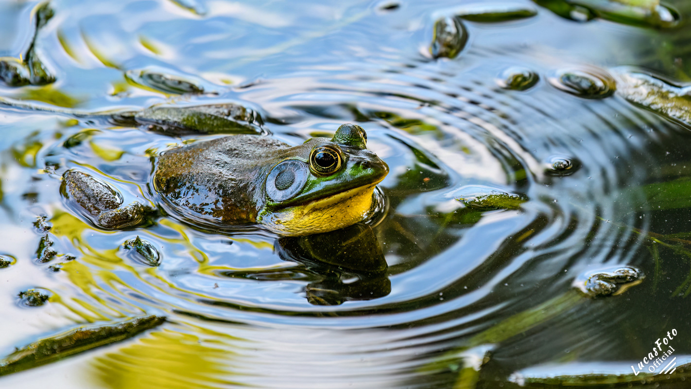 Pig Frog