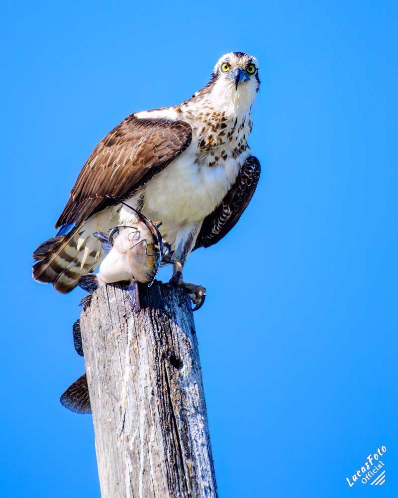 Osprey