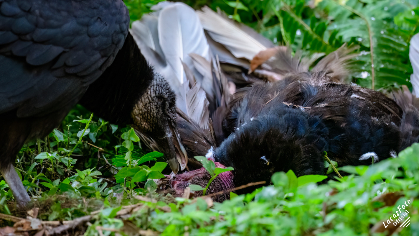 Black Vulture eating a Turkey Vulture