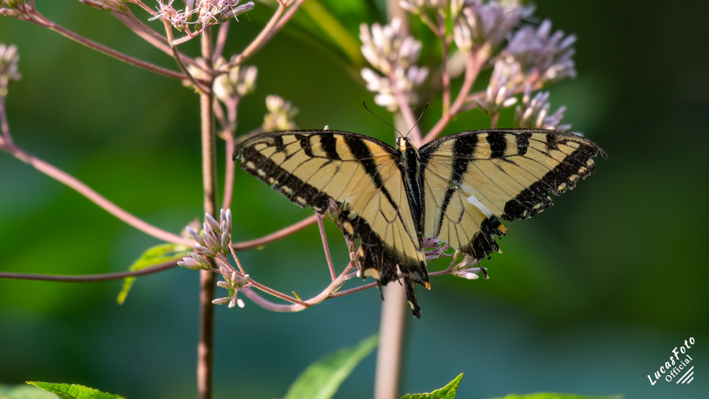 Eastern Tiger Swallowtail