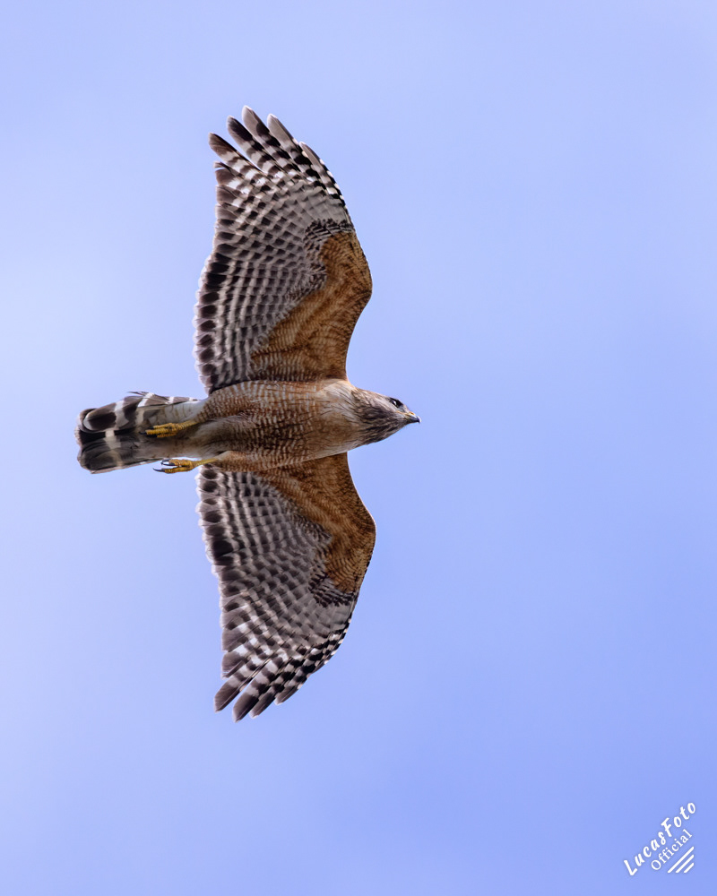 Red-shouldered Hawk