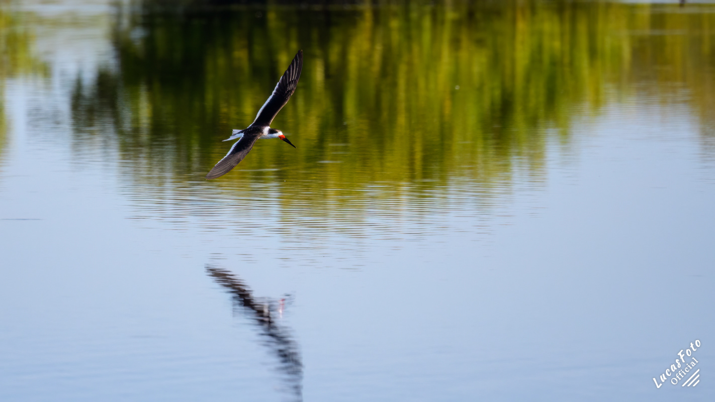 Black Skimmer