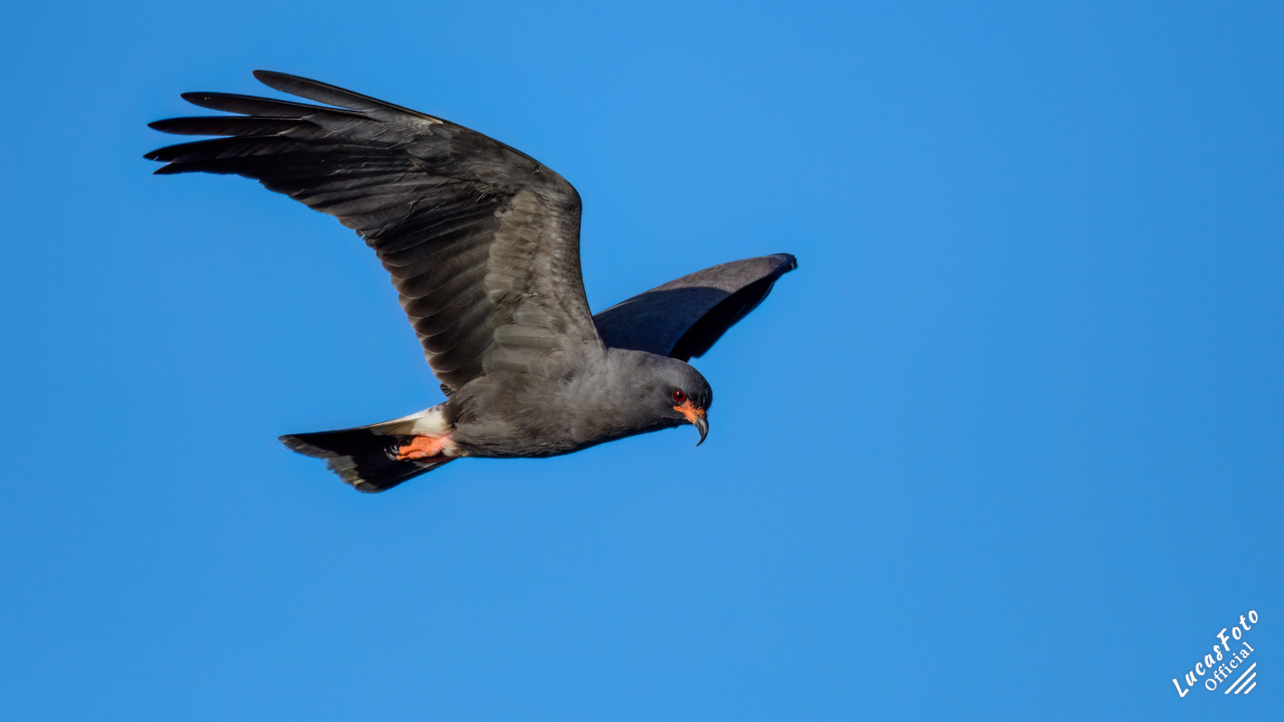 Snail Kite