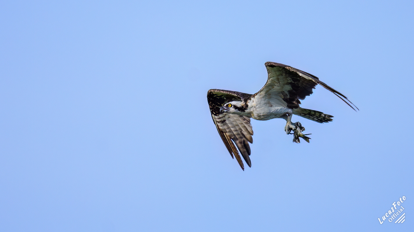 Osprey