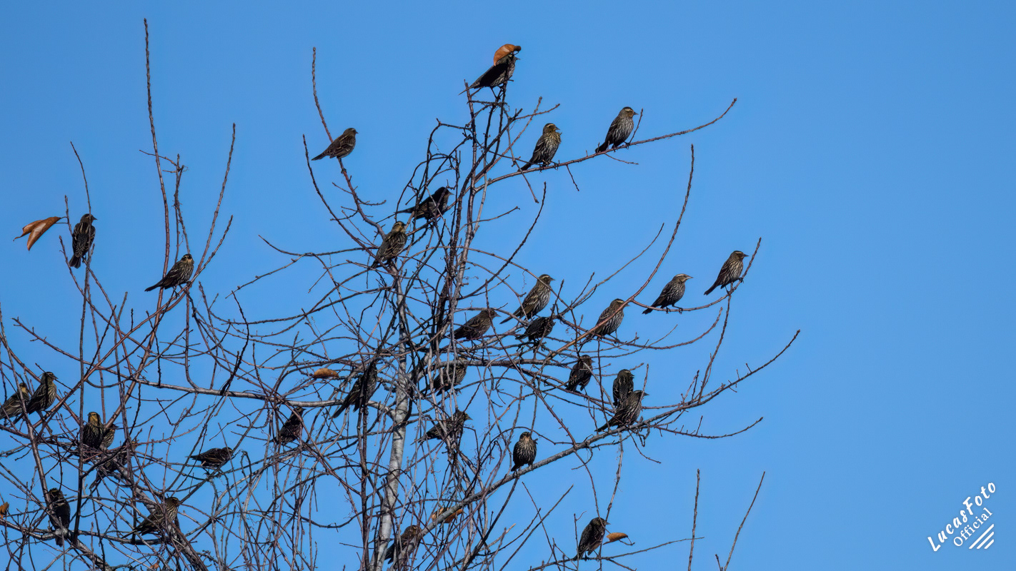 Red-winged Blackbird
