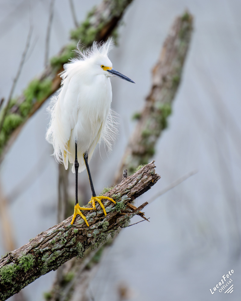 Snowy Egret