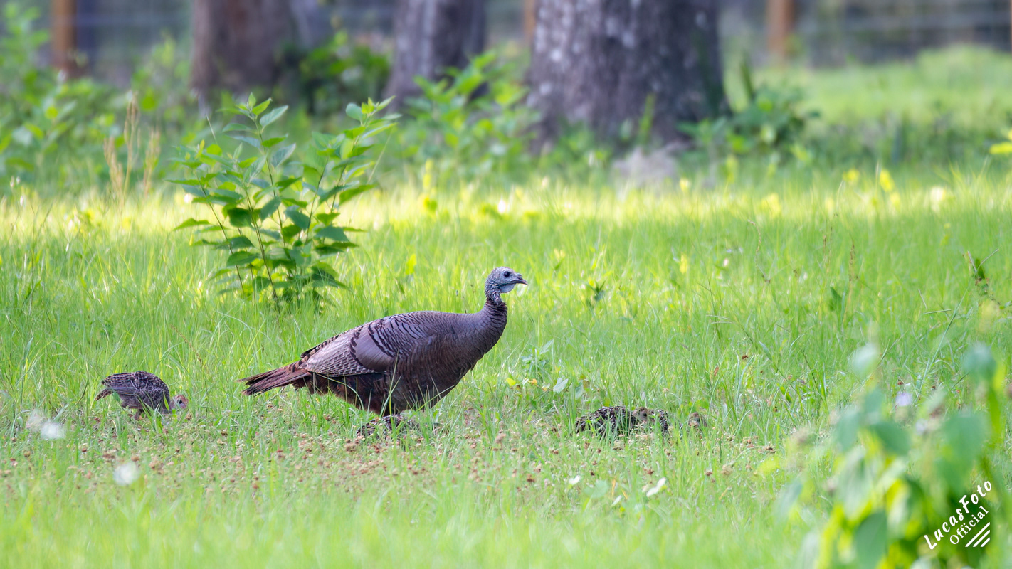 Eastern Wild Turkey