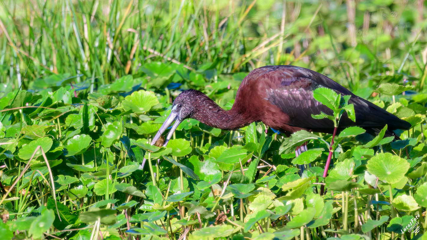 Glossy Ibis