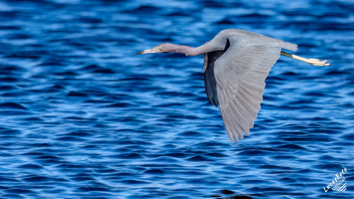 Little Blue Heron