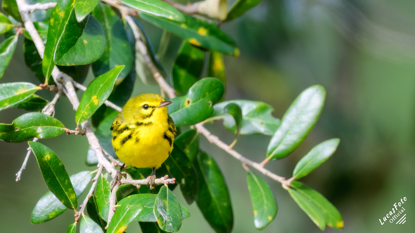 Prairie Warbler