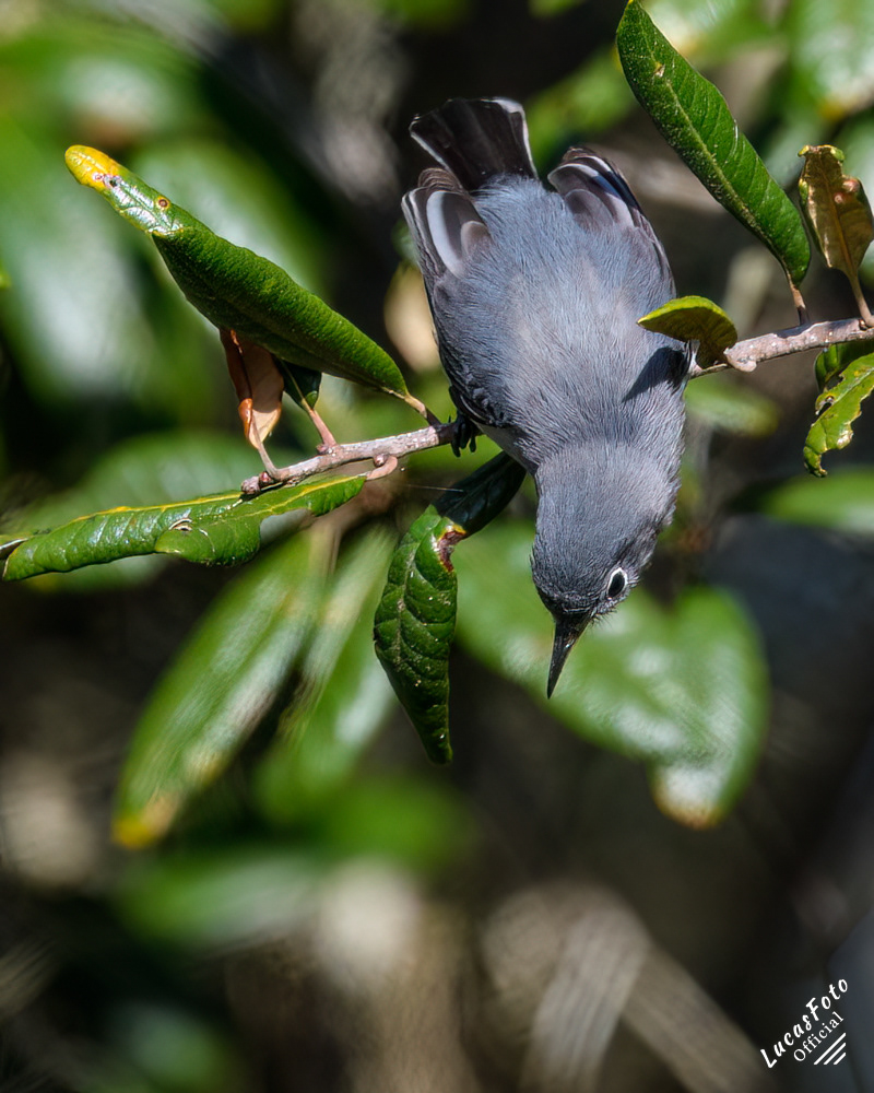 Blue-gray Gnatcatcher