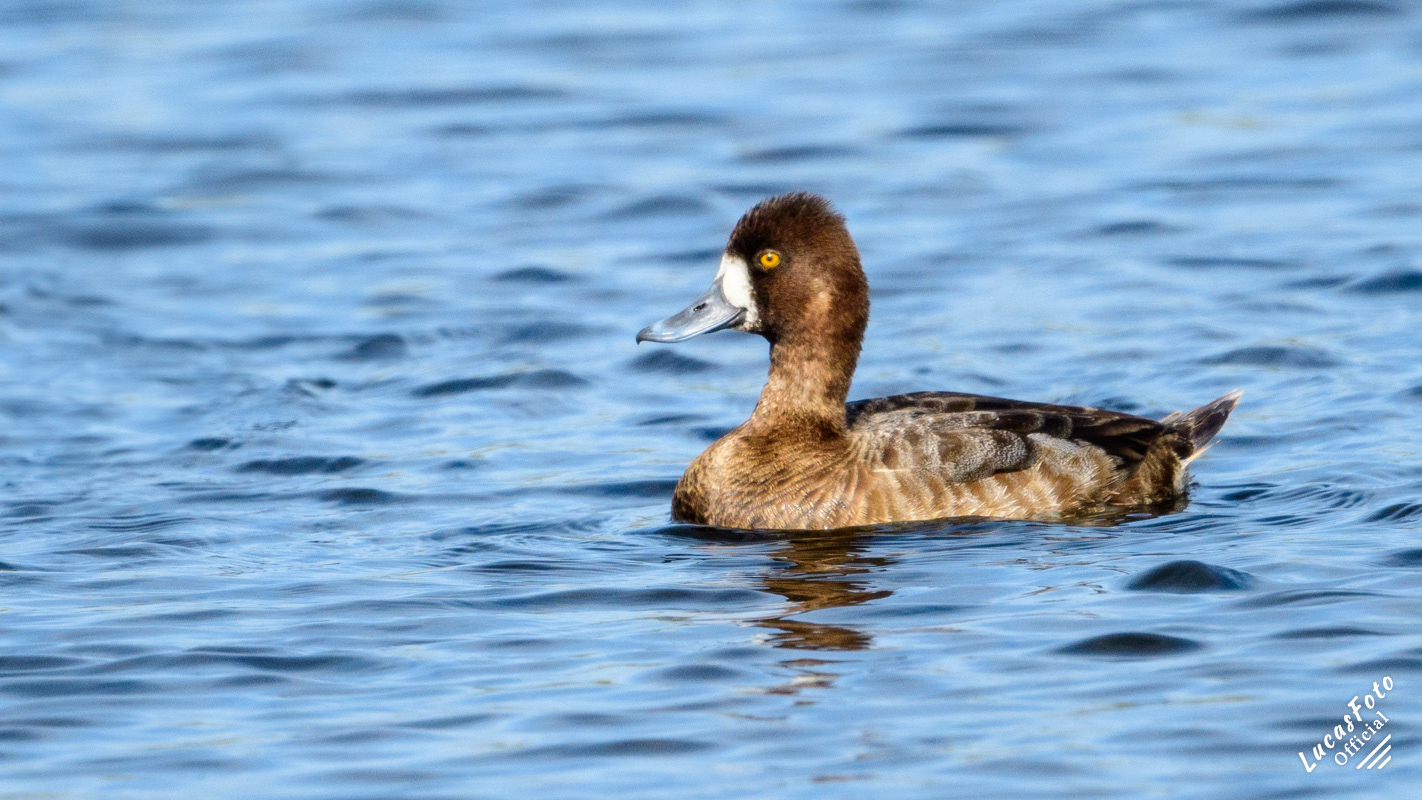 Lesser Scaup