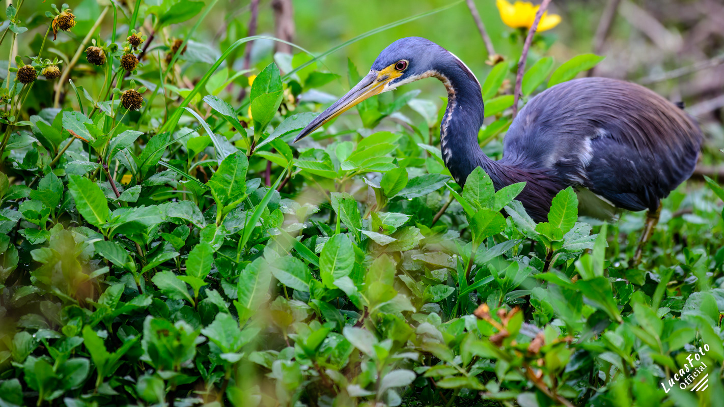 Tricolored Heron