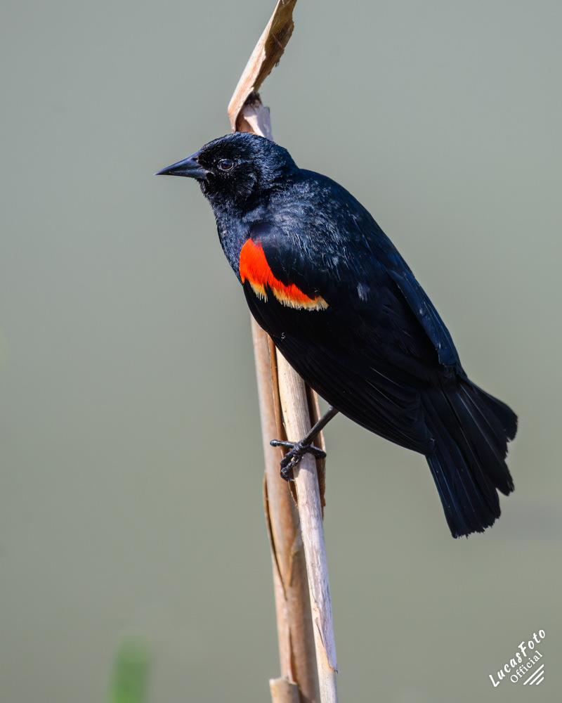 Red-winged Blackbird