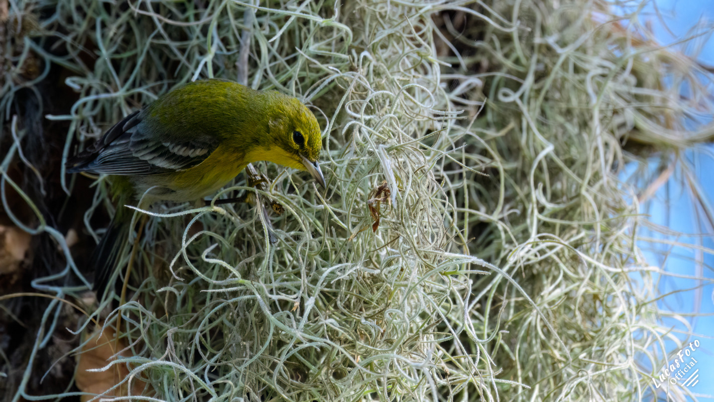 Pine Warbler