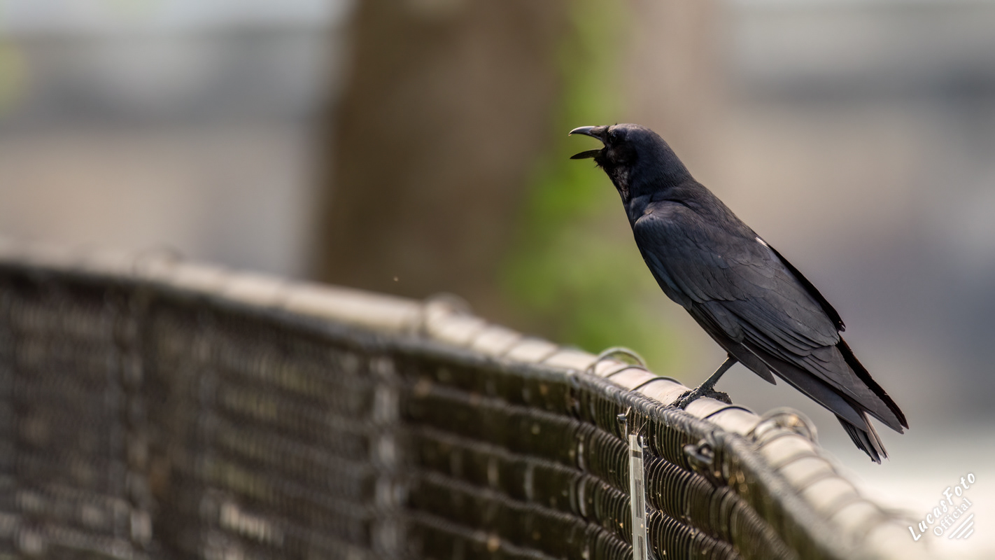 American Crow