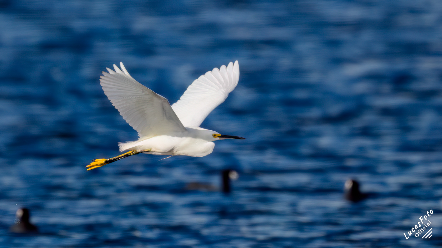 Snowy Egret