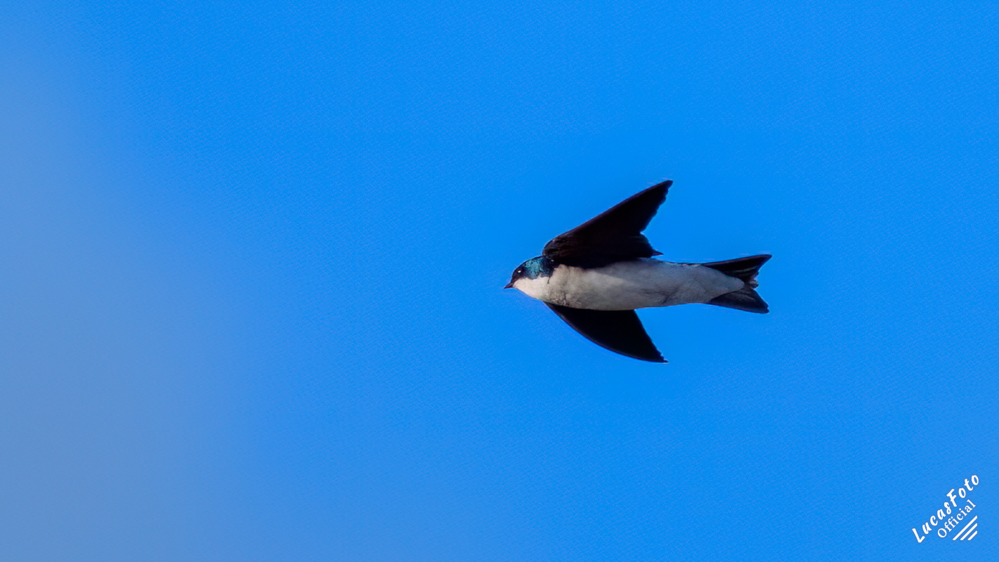 Tree Swallow