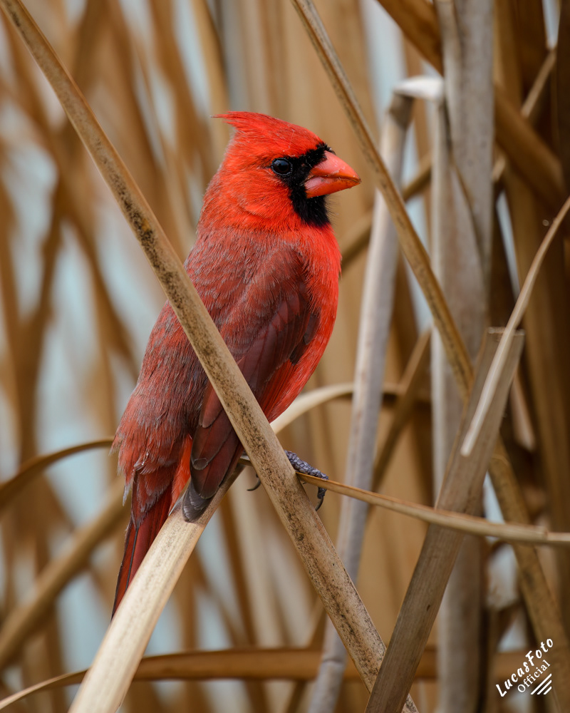 Northern Cardinal