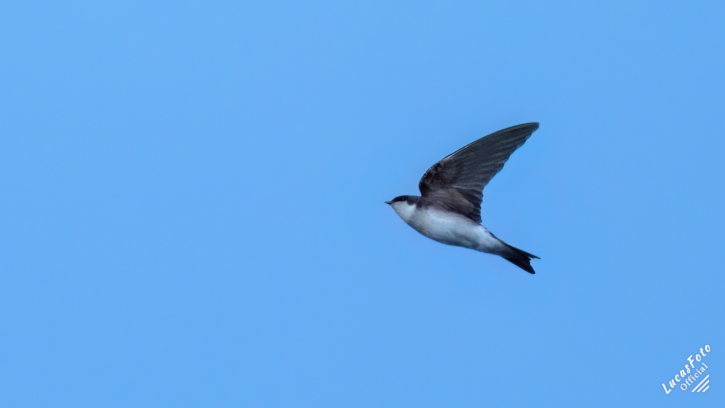 Tree Swallow