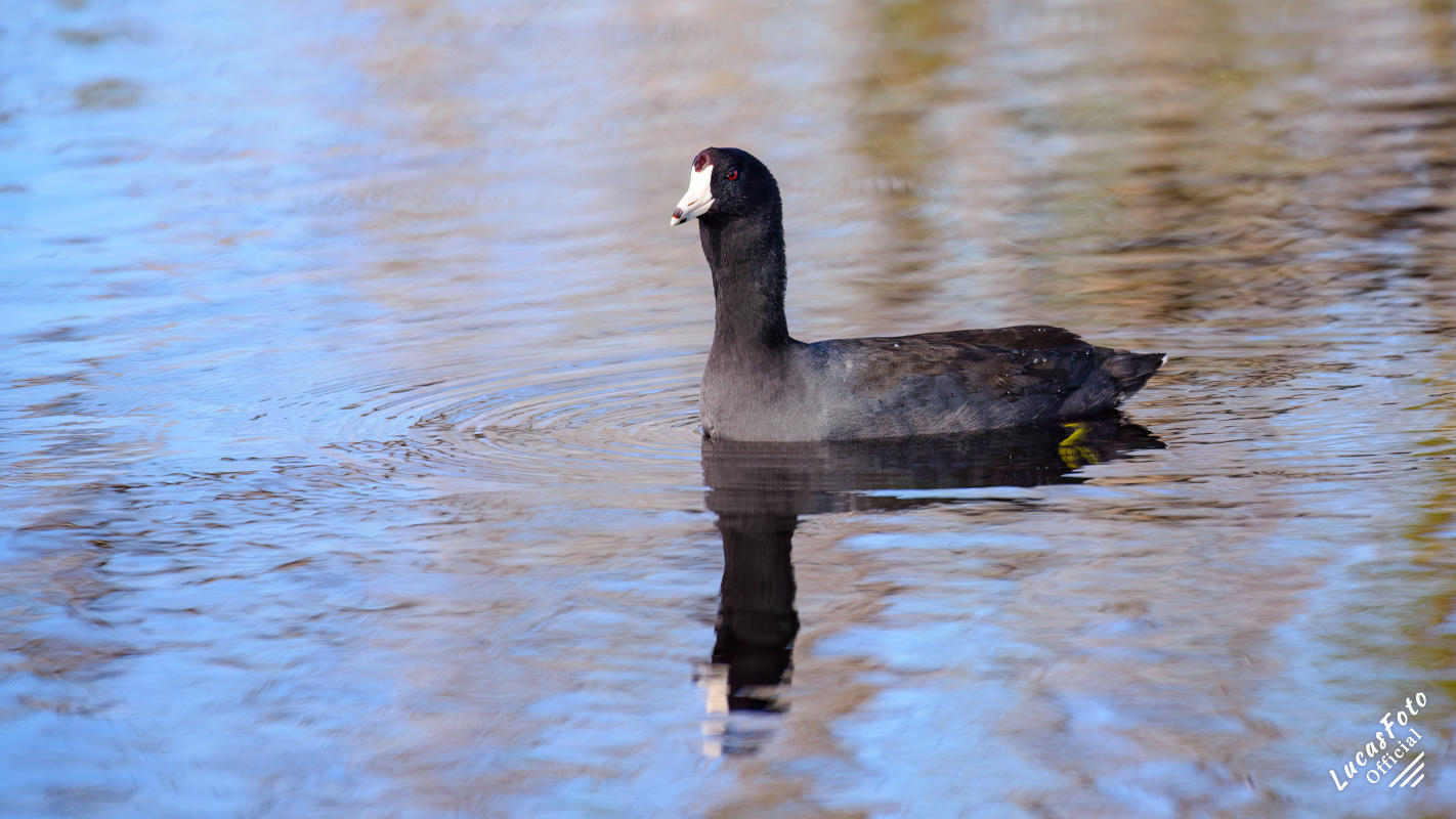 American Coot