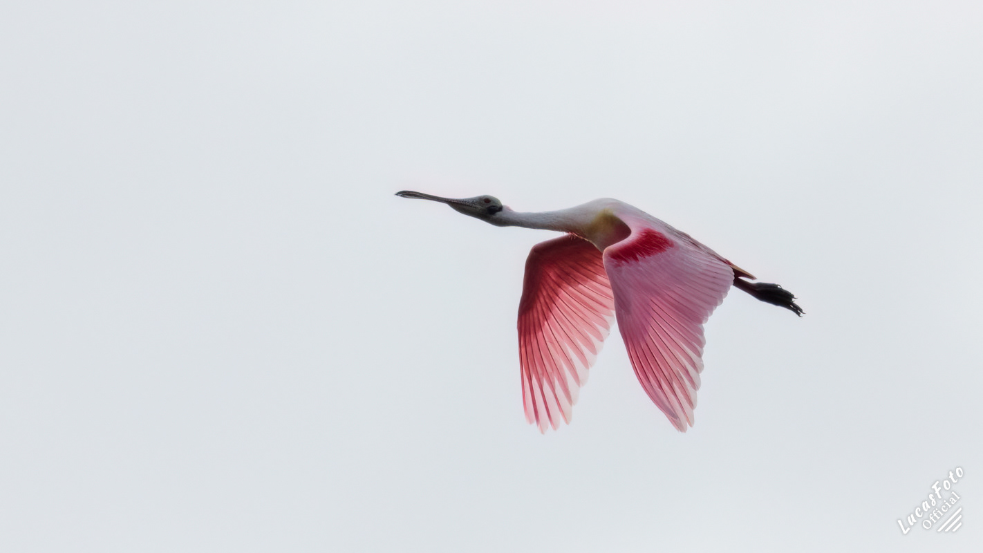 Roseate Spoonbill