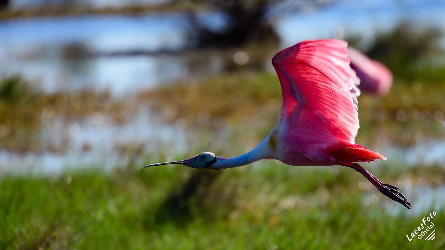 Roseate Spoonbill