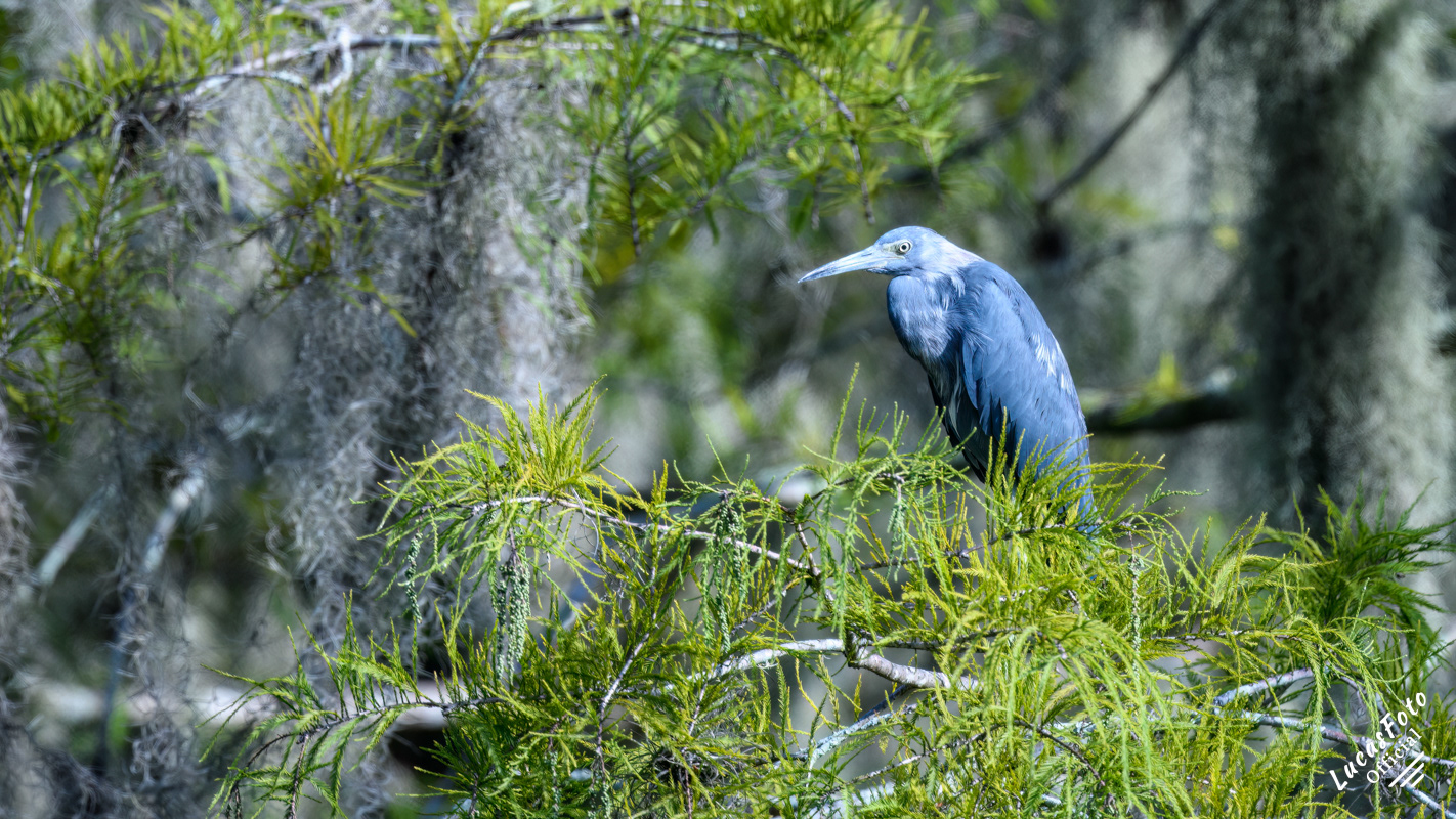 Little Blue Heron